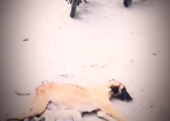 H0303086_help #dog #dogs #help #fyp #fypシ