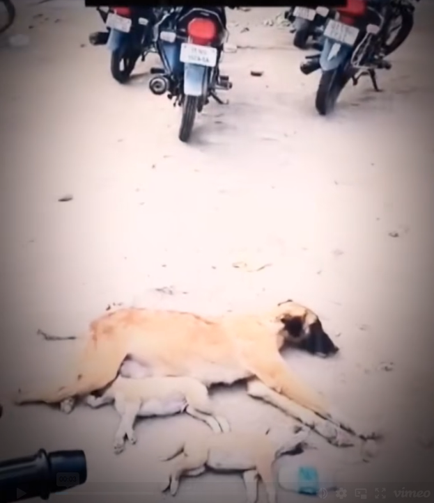 H0303086_help #dog #dogs #help #fyp #fypシ