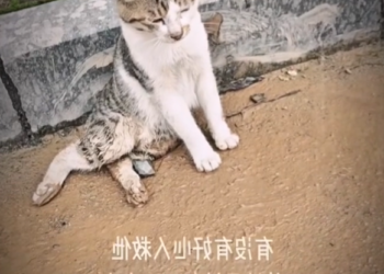 H0303089 Barely able to lift its head