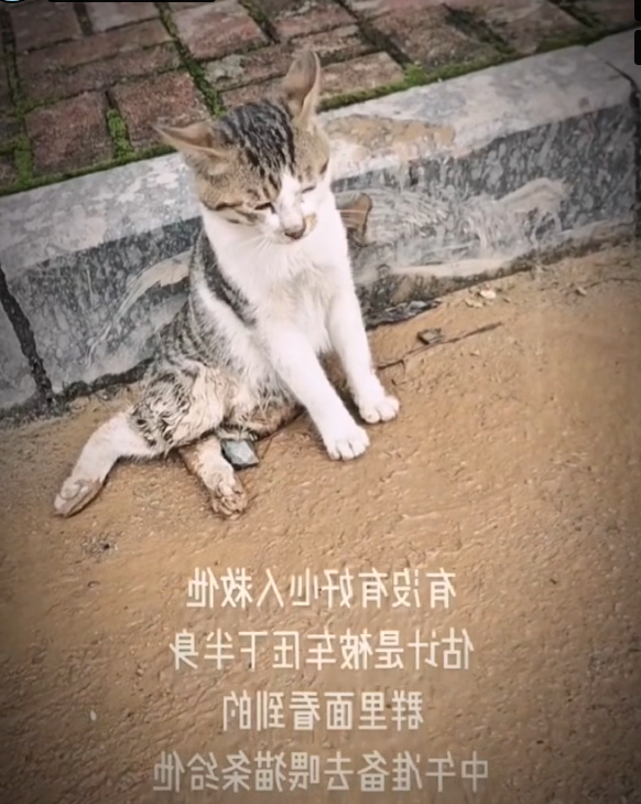 H0303089 Barely able to lift its head