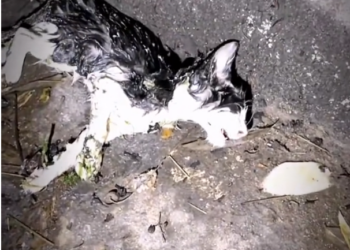 H0303090_rescue poor cat #cat #cats #poorcat #animals