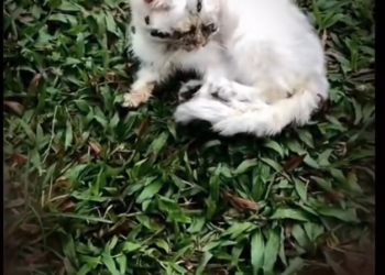 H0303091_poor cat #straycat #cat #cats #poorcat