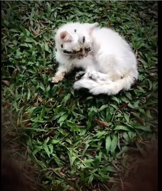 H0303091_poor cat #straycat #cat #cats #poorcat