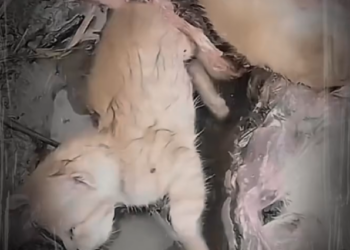 H0303092_rescue poor cat #cat #cats #poorcat #fyp