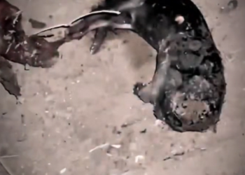 H0303093_save poor cat #fyp #fypシ viral #foryou