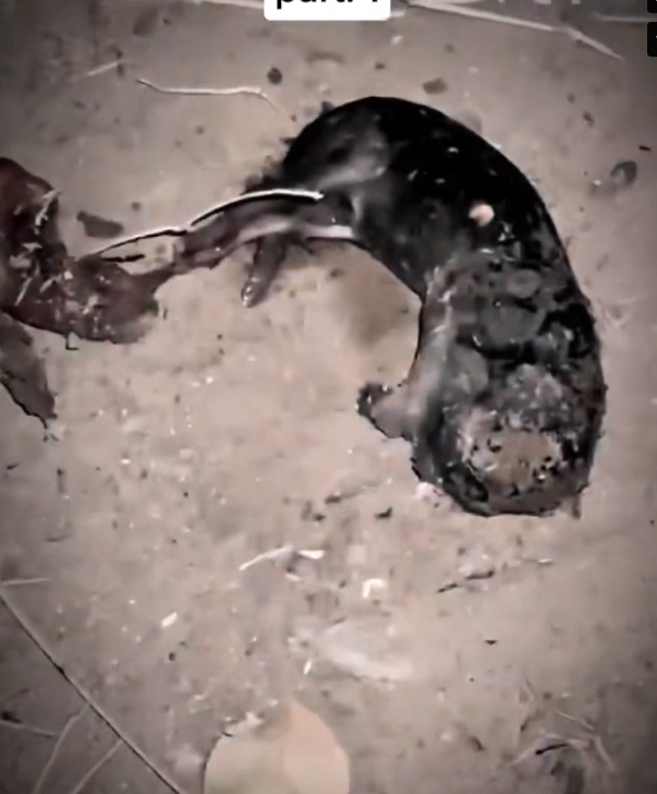 H0303093_save poor cat #fyp #fypシ viral #foryou