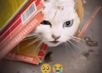 H0303094_rescue poor cat #cat #cats #poorcat #animals #fyp