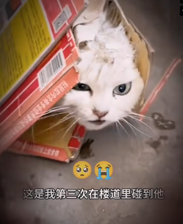 H0303094_rescue poor cat #cat #cats #poorcat #animals #fyp