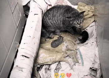 H0303095_poor cat #poorcat #cat #cats #kitten #fyp #fypシ