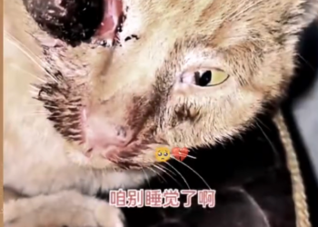 H0503001_save poor cat #cat #kitten #poorcat #synthetic