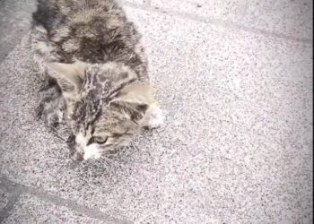 H0503002_poor cat #cat #cats #kitten #poorcat #synt