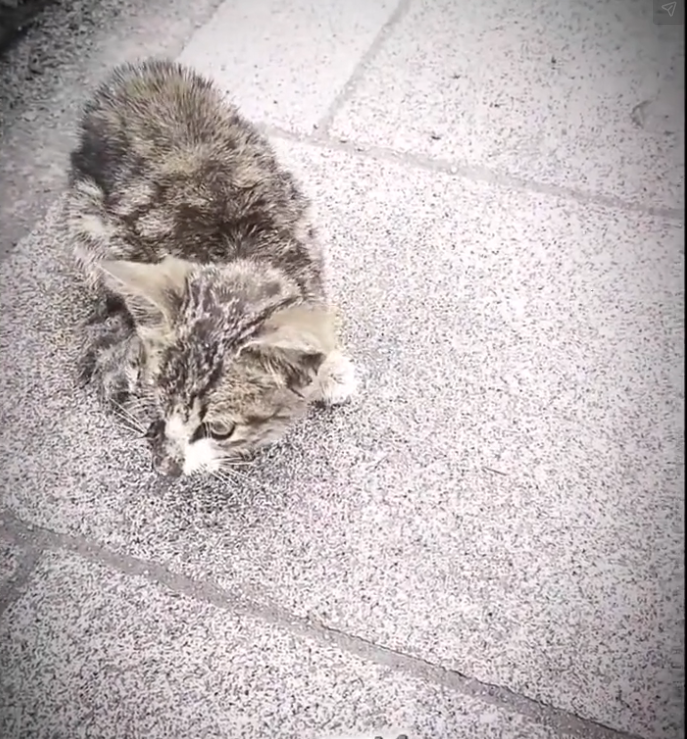 H0503002_poor cat #cat #cats #kitten #poorcat #synt