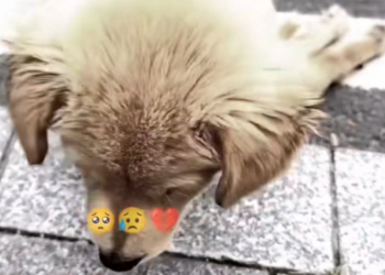 H0503003_poor dog #poordog #dog #dogs #puppy