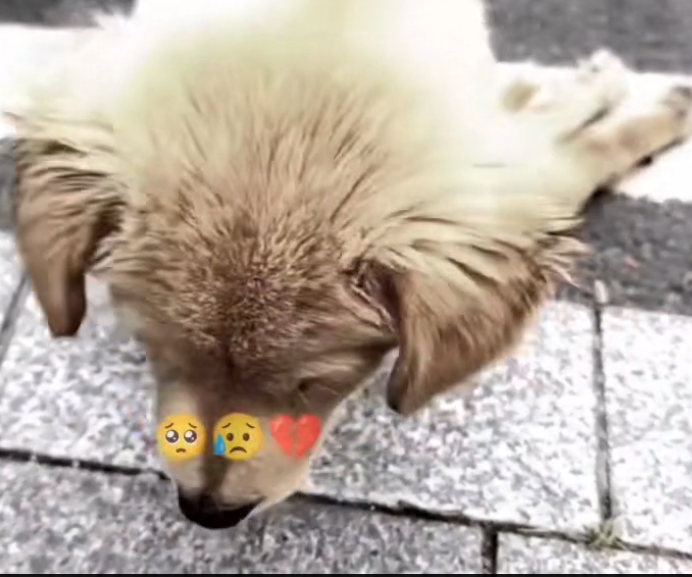 H0503003_poor dog #poordog #dog #dogs #puppy