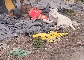 H2802017 Its breathing was barely steady