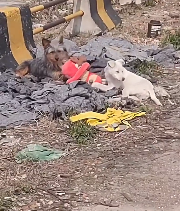 H2802017 Its breathing was barely steady