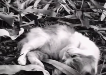 H0503004 Found when collapse seemed inevitable