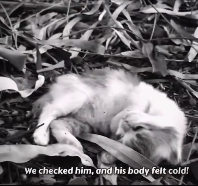 H0503004 Found when collapse seemed inevitable