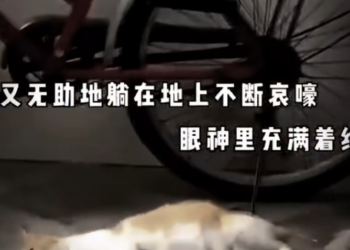 H0503005_poor cat #cat #cats #kitten #poorcat #fyp