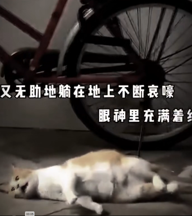 H0503005_poor cat #cat #cats #kitten #poorcat #fyp