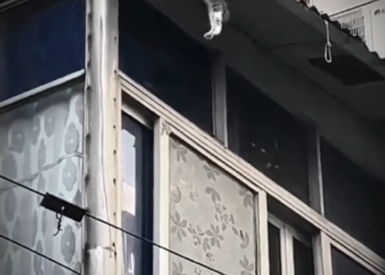 H0503006_save poor cat #cat #cats #kitten