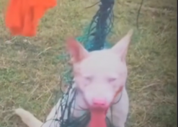 H0503008_save poor dog #dog #dogs #puppy