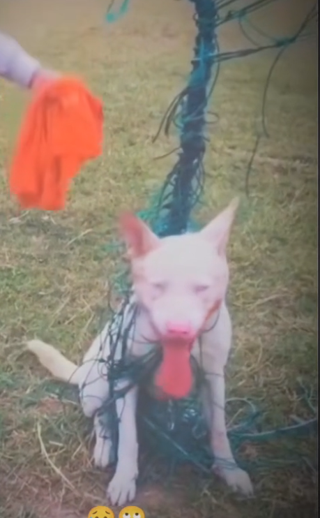 H0503008_save poor dog #dog #dogs #puppy