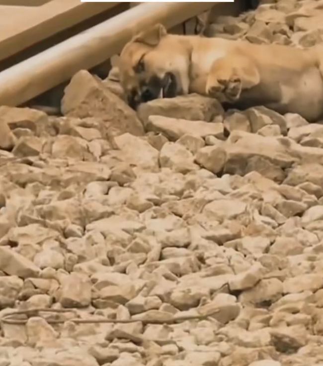 H0503009_rescue poor dog #synthetic009pets #dog #dogs