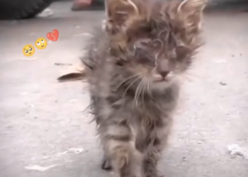 H0503010_save poor cat #synthetic009pets #poorcat #straycat