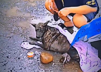 H0503011_save poor dog #dog #dogs #puppy #poordog #straydog