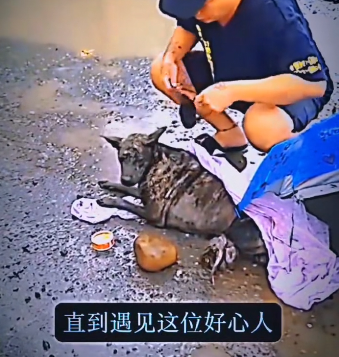 H0503011_save poor dog #dog #dogs #puppy #poordog #straydog