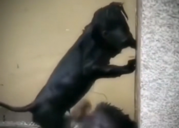 H0503012_rescue dog #synthetic009pets #rescue #rescuedog