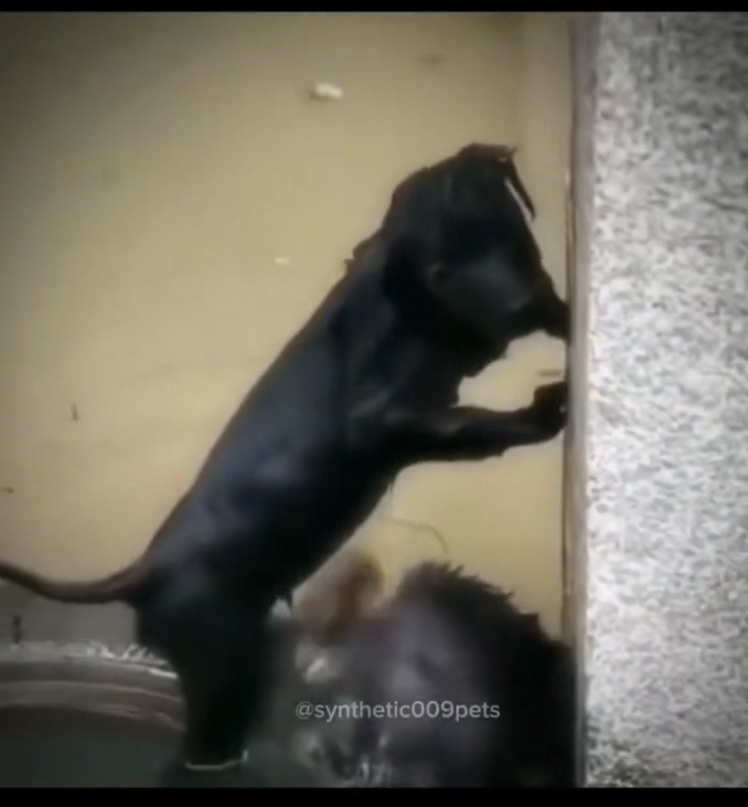 H0503012_rescue dog #synthetic009pets #rescue #rescuedog