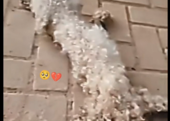 H0503014_save poor dog #synthetic009pets #poordog #dog #dog