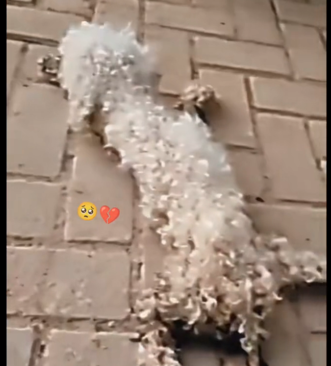 H0503014_save poor dog #synthetic009pets #poordog #dog #dog