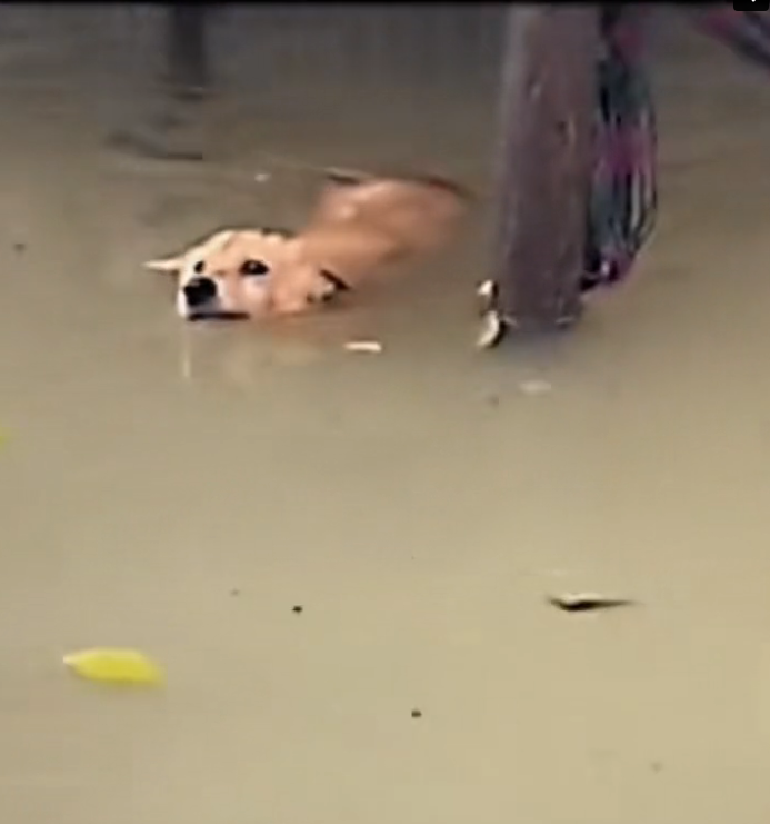 H0503015_rescue dog pets #rescue #rescuedog