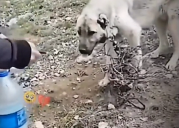 H0503016_save poor dog #synthetic009pets #dog #dogs #puppy