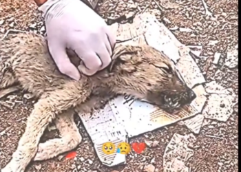 H0503017_rescue poor dog #synthetic009pets #poordog