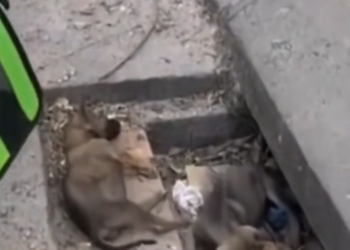 H0503018_rescue poor dog #synthetic009pets #rescue #rescued