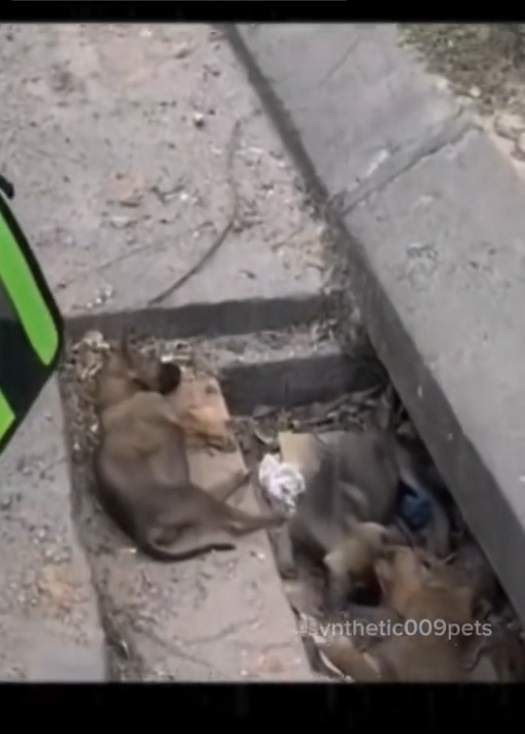 H0503018_rescue poor dog #synthetic009pets #rescue #rescued