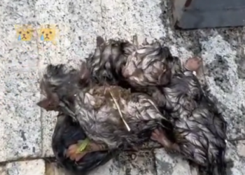 H0503019_save poor cat #syntheticpets #cat #kitten #cats