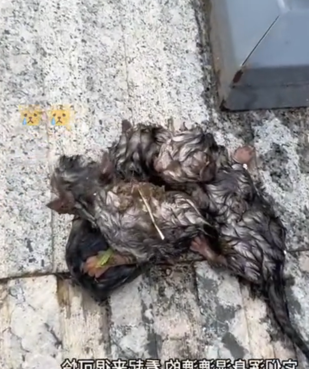 H0503019_save poor cat #syntheticpets #cat #kitten #cats