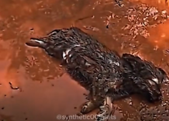 H0503020_rescue dog #rescuedog #rescue #poordog #straydog