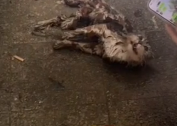 H0503021_rescue poor cat #rescue #rescuecat #cat #kitten