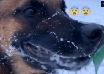 H0503023_omg #funnydog #funny #funnyvideos #dog #dogsoft