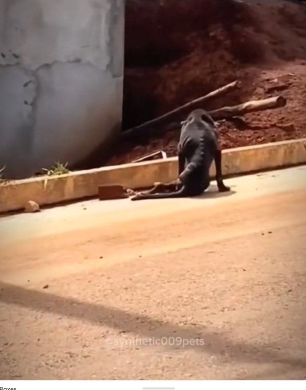 H0503025_poor baby #poordog #straydog #dog #dogs #puppy