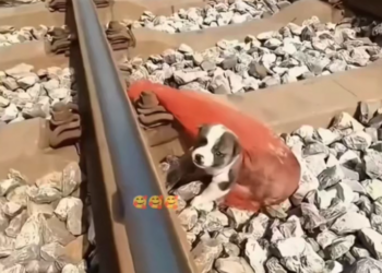 H0503026_rescue dog #rescuedog #dog #dogs