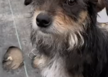 H2802019 The final warning signs were there