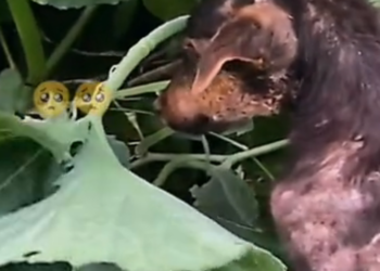 H0503028_rescue dog #rescuedog #dog #dogs #poordog