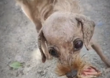 H0503029_poor stray dog #poordog #straydog #dog